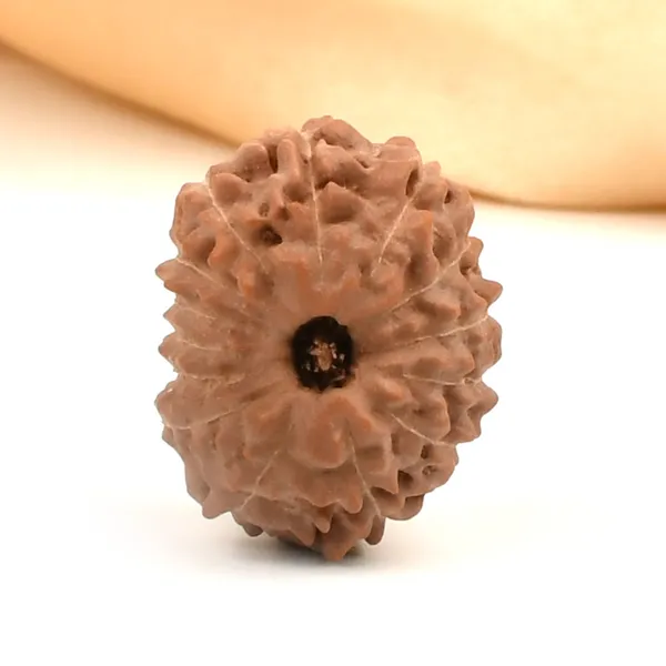 14_Mukhi_Rudraksha_Bead_Indonesia