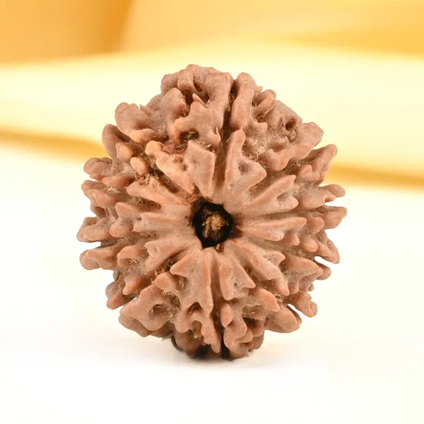 10_Mukhi_From_Nepal_Small_Cdiv