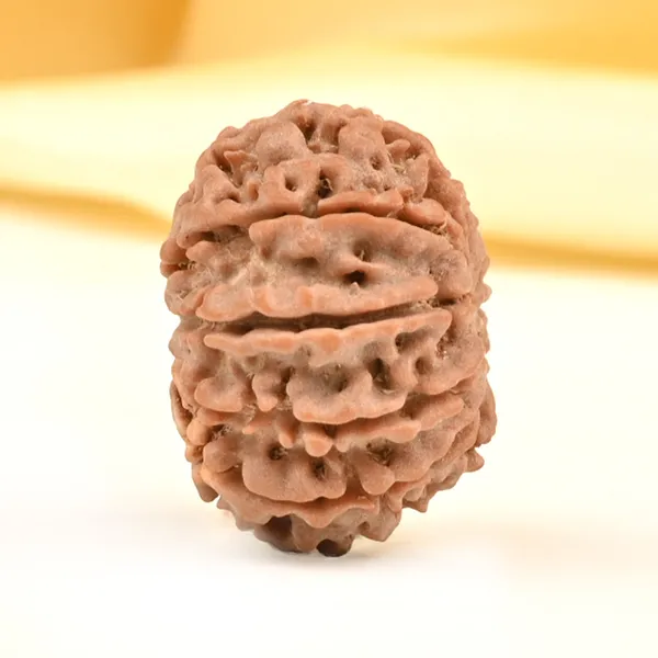 10_Mukhi_From_Nepal_Small_Cdiv