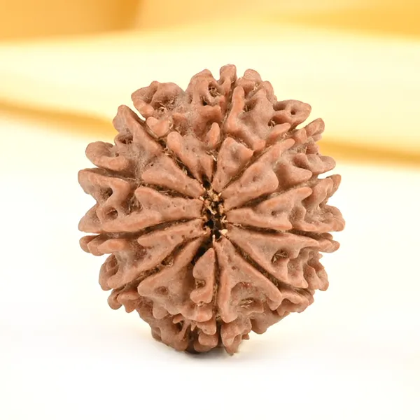 10_Mukhi_From_Nepal_Small_Cdiv