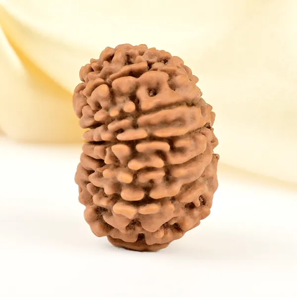 12_Mukhi_Rudraksha_Bead_Nepal_Origin