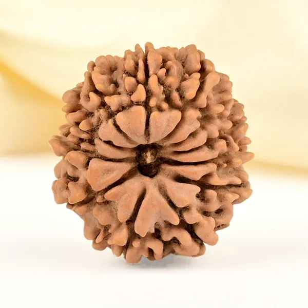 12_Mukhi_Rudraksha_Bead_Nepal_Origin
