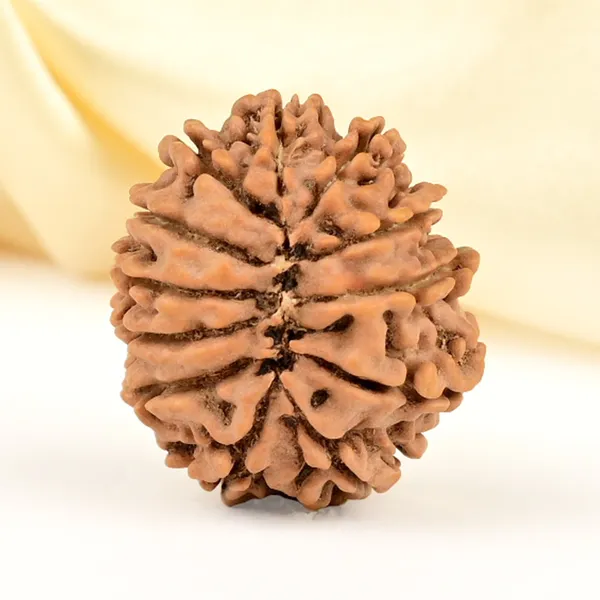 12_Mukhi_Rudraksha_Bead_Nepal_Origin