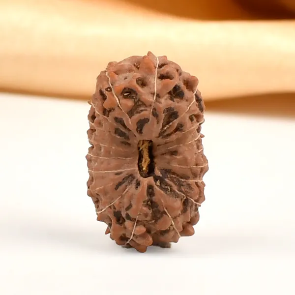 18_Mukhi_From_Java_Indonesia_Cxxxii