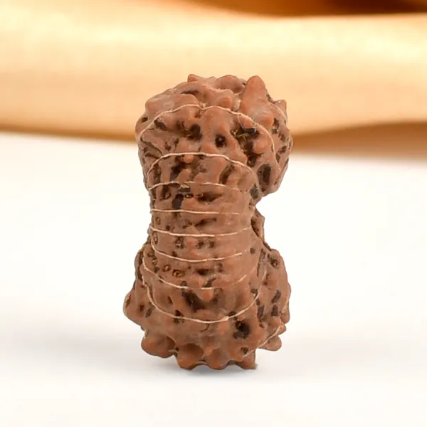 18_Mukhi_From_Java_Indonesia_Cxxxii