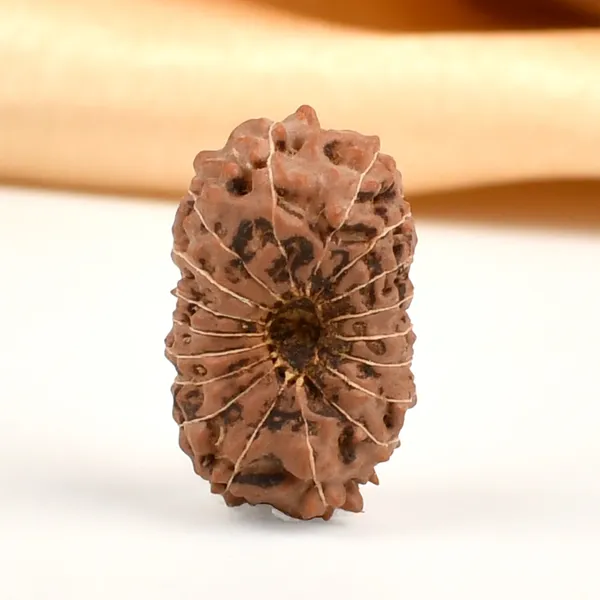 18_Mukhi_From_Java_Indonesia_Cxxxii