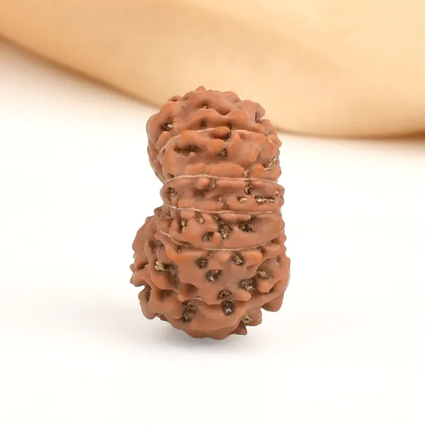 13_Mukhi_From_Java_Indonesia_Large_Clxxii