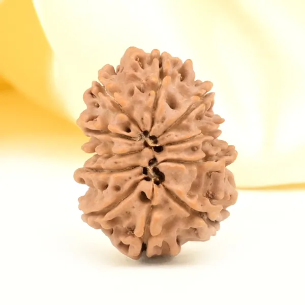 11_Mukhi_From_Nepal_Small_Ccclxiv