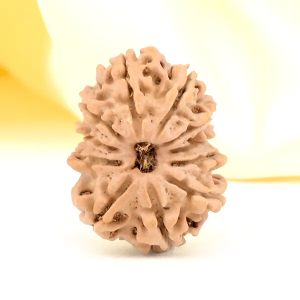 11_Mukhi_From_Nepal_Small_Ccclxiv