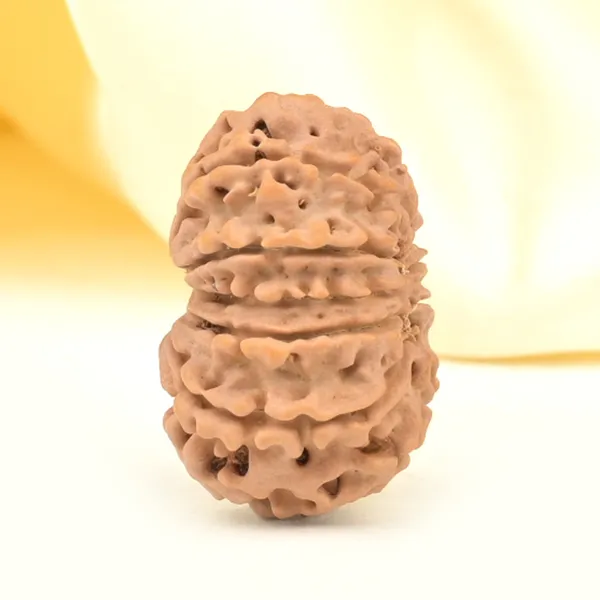 11_Mukhi_From_Nepal_Small_Ccclxiv