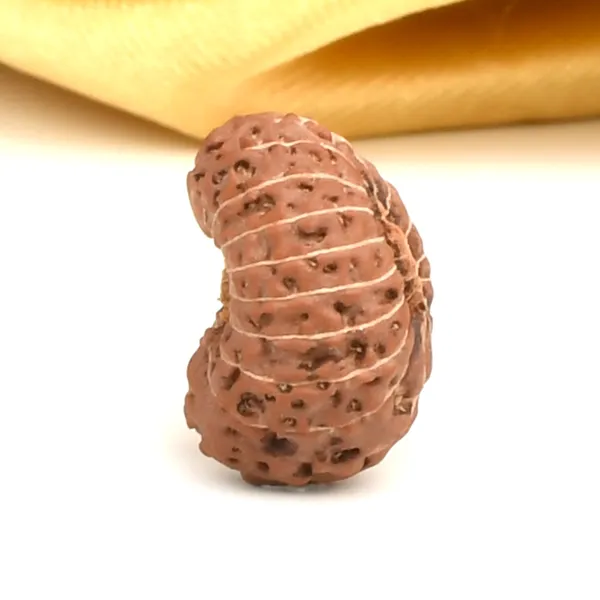 Techpandit_17_Mukhi_Java_Indonesia_Rudraksha_Bead