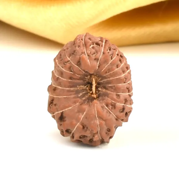 Techpandit_17_Mukhi_Java_Indonesia_Rudraksha_Bead