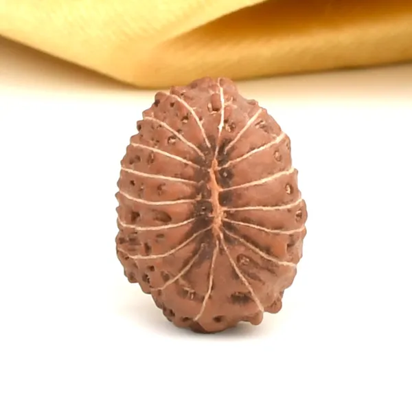 Techpandit_17_Mukhi_Java_Indonesia_Rudraksha_Bead