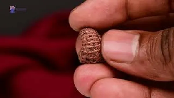 Techpandit_17_Mukhi_Java_Indonesia_Rudraksha_Bead