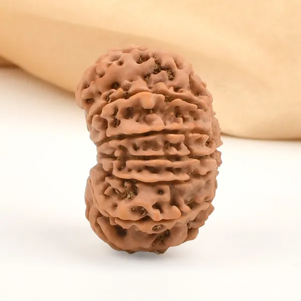 12_Mukhi_From_Nepal_Clvii