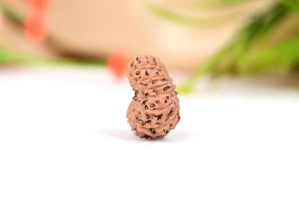 15_Mukhi_From_Java_Indonesia_Large_Lxxvii