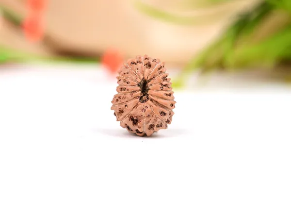 15_Mukhi_From_Java_Indonesia_Large_Lxxvii