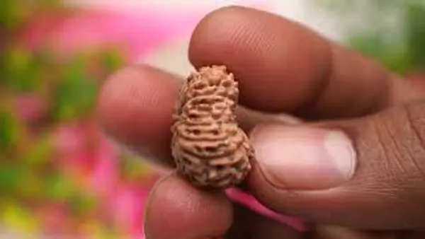 15_Mukhi_From_Java_Indonesia_Large_Lxxvii
