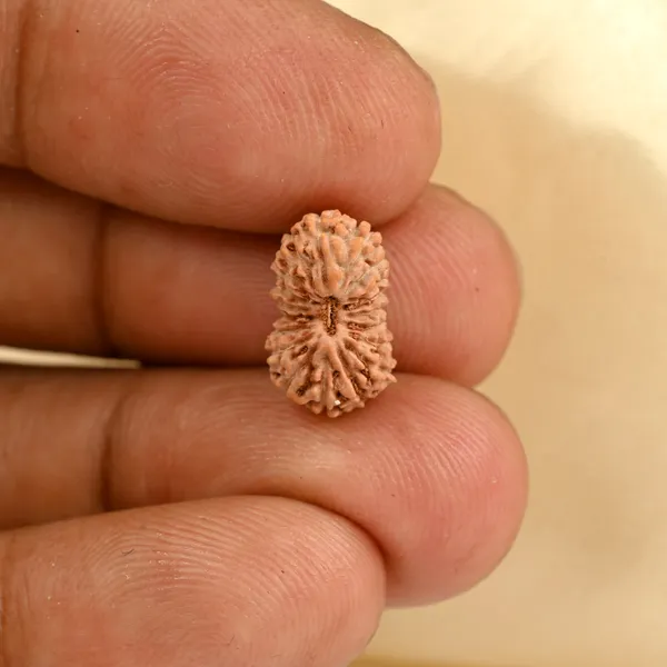 Techpandit_19_Mukhi_Rudraksha_Bead_Indonesia