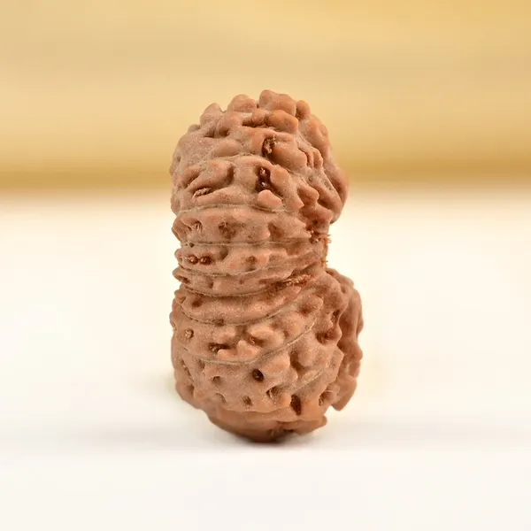 Techpandit_19_Mukhi_Rudraksha_Bead_Indonesia