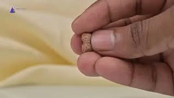 Techpandit_19_Mukhi_Rudraksha_Bead_Indonesia