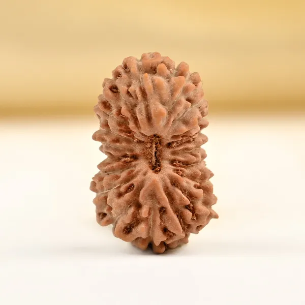 Techpandit_19_Mukhi_Rudraksha_Bead_Indonesia
