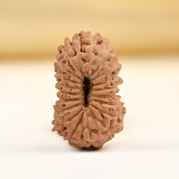 Techpandit_19_Mukhi_Rudraksha_Bead_Indonesia