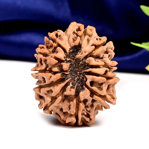 Techpandit_11_Mukhi_Nepal_Rudraksha_Bead_Brown_Large