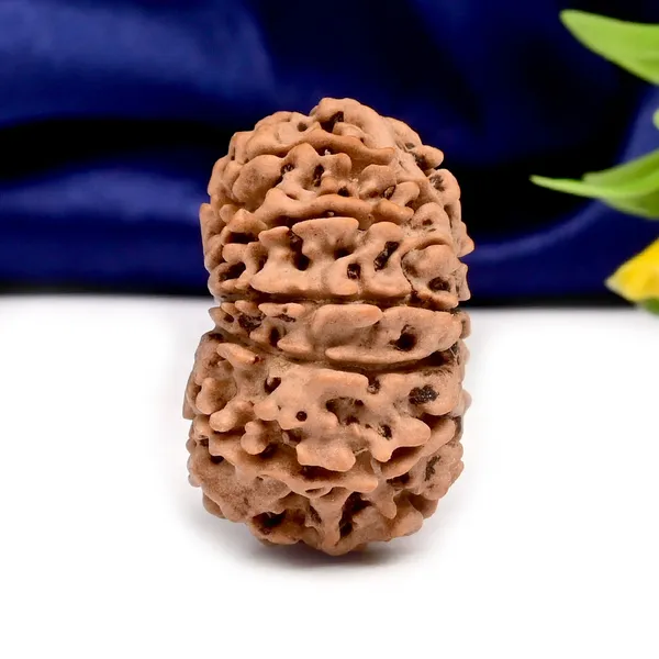 Techpandit_11_Mukhi_Nepal_Rudraksha_Bead_Brown_Large