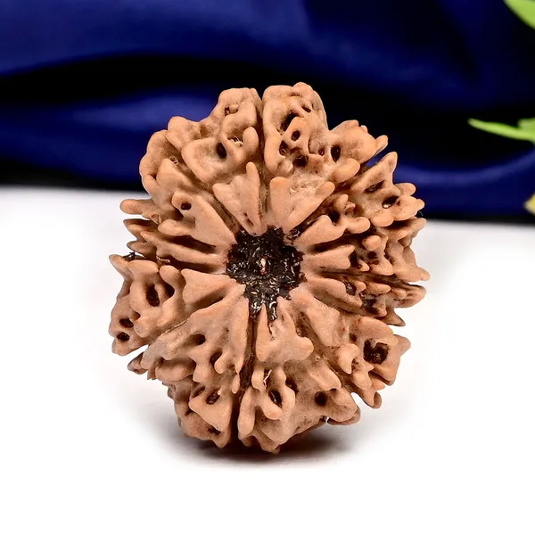 Techpandit_11_Mukhi_Nepal_Rudraksha_Bead_Brown_Large