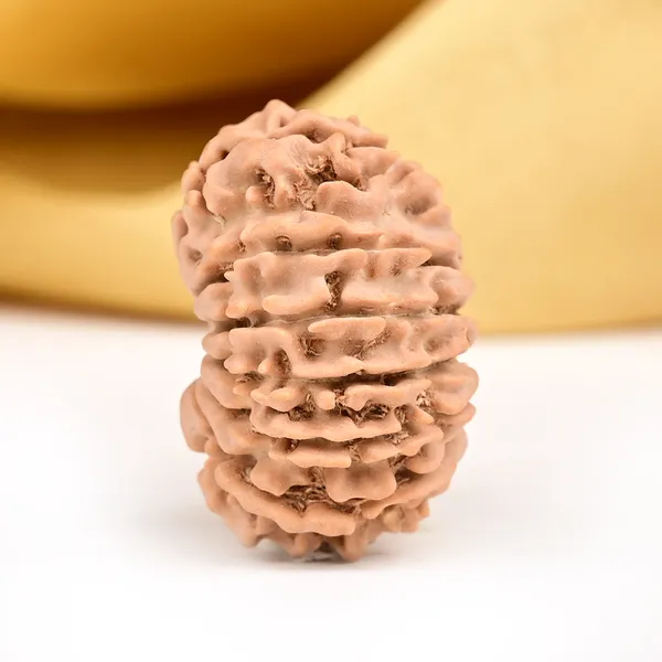 14_Mukhi_Rudraksha_Bead_Nepal_Origin_Deva_Mani