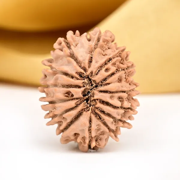 14_Mukhi_Rudraksha_Bead_Nepal_Origin_Deva_Mani