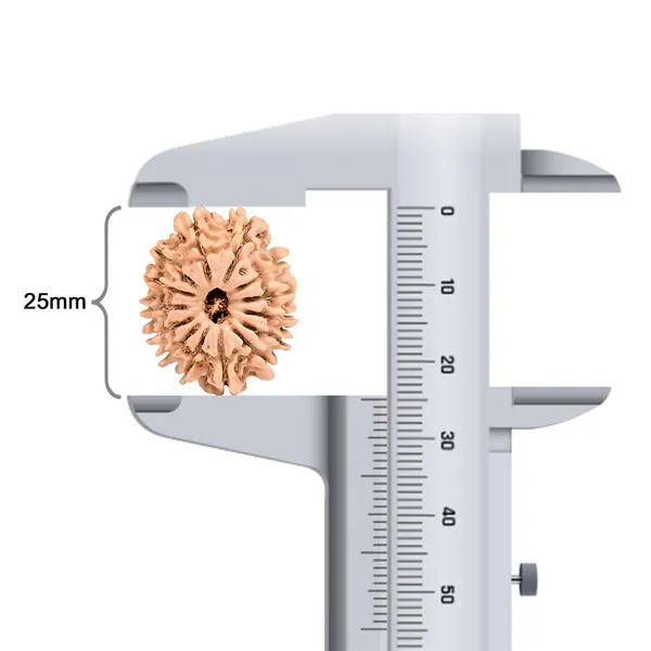 14_Mukhi_Rudraksha_Bead_Nepal_Origin_Deva_Mani