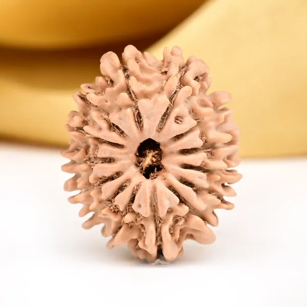14_Mukhi_Rudraksha_Bead_Nepal_Origin_Deva_Mani