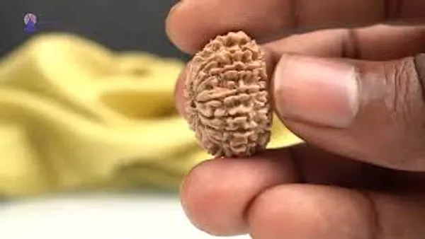 14_Mukhi_Rudraksha_Bead_Nepal_Origin_Deva_Mani