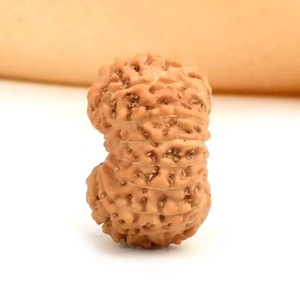 16_Mukhi_From_Java_Indonesia_Ccxxix