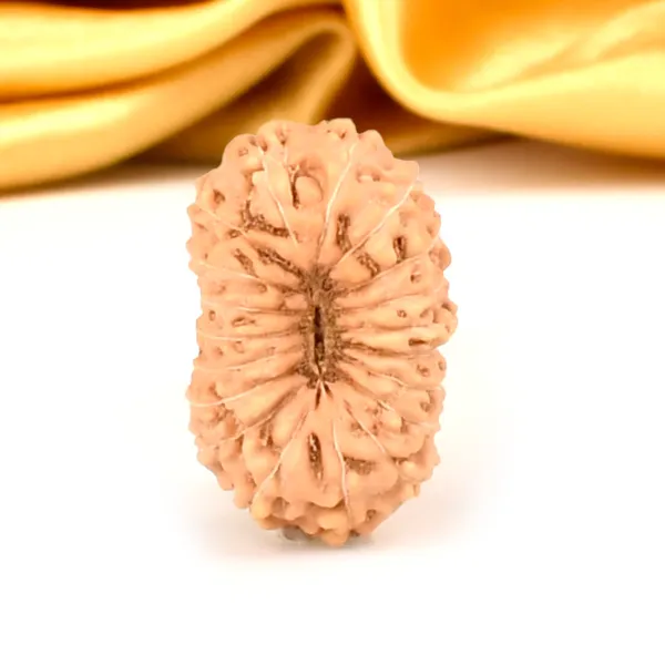 19_Mukhi_From_Java_Indonesia_Large_Lviii