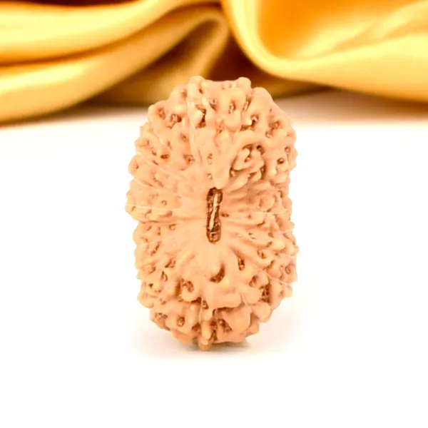 19_Mukhi_From_Java_Indonesia_Large_Lviii