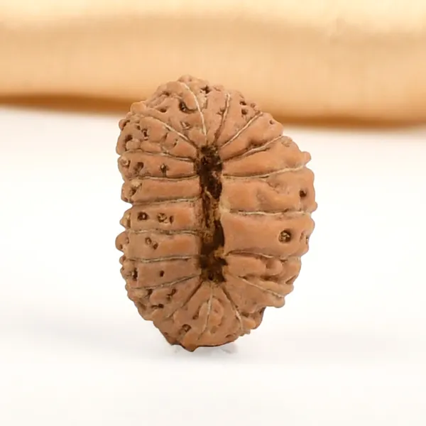 18_Mukhi_From_Java_Indonesia_Cxxix