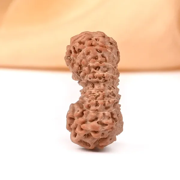 18_Mukhi_From_Java_Indonesia_Large_Cx