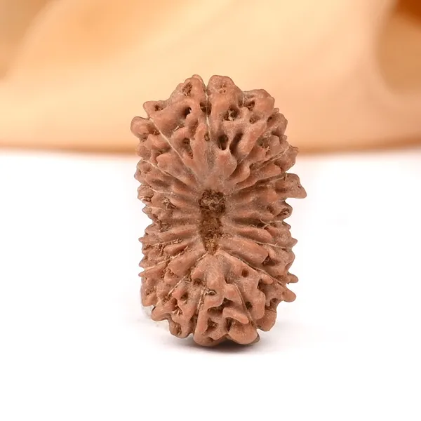 18_Mukhi_From_Java_Indonesia_Large_Cx