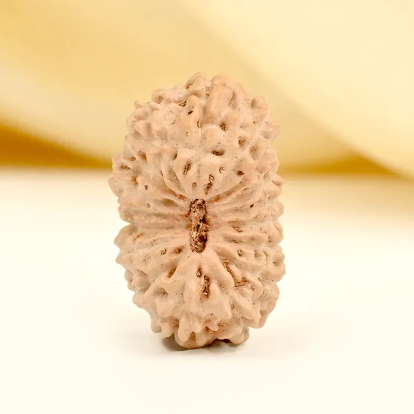 Techpandit_17_Mukhi_Rudraksha_Bead_Indonesia