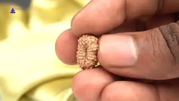 Techpandit_17_Mukhi_Rudraksha_Bead_Indonesia