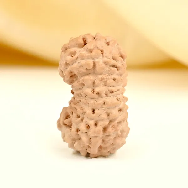 Techpandit_17_Mukhi_Rudraksha_Bead_Indonesia