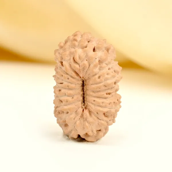 Techpandit_17_Mukhi_Rudraksha_Bead_Indonesia