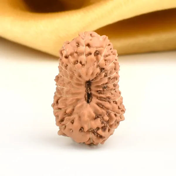 17_Mukhi_Indonesian_Rudraksha_Bead_-_Katyayani_Devi