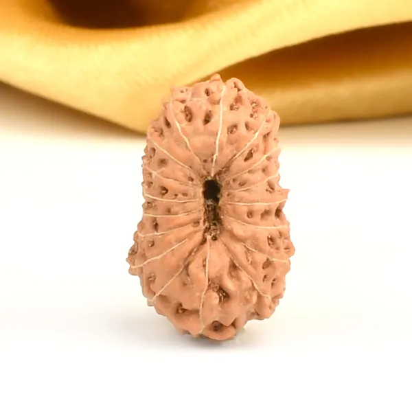 17_Mukhi_Indonesian_Rudraksha_Bead_-_Katyayani_Devi