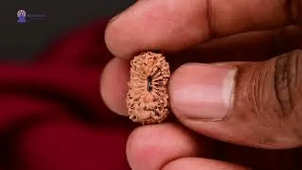 17_Mukhi_Indonesian_Rudraksha_Bead_-_Katyayani_Devi