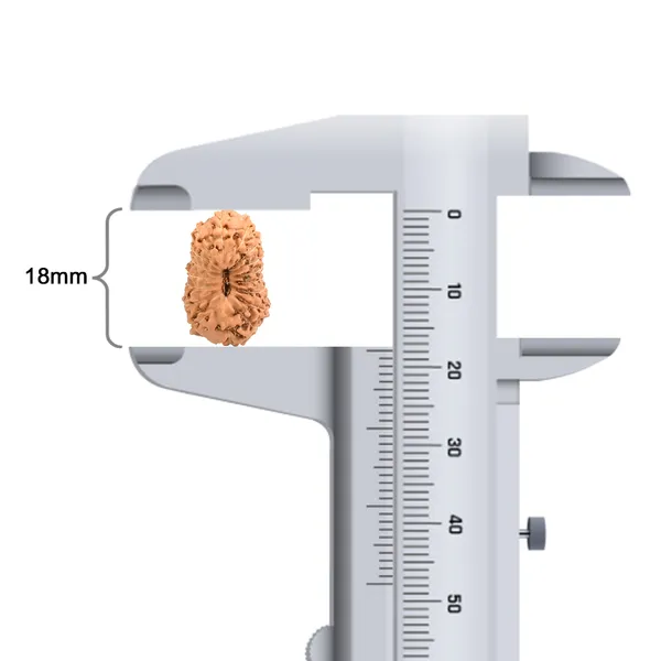 17_Mukhi_Indonesian_Rudraksha_Bead_-_Katyayani_Devi