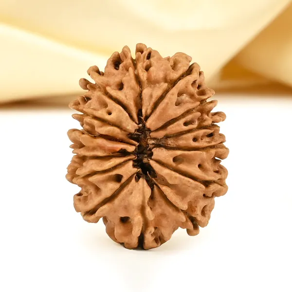 Techpandit_14_Mukhi_Nepali_Rudraksha_Bead